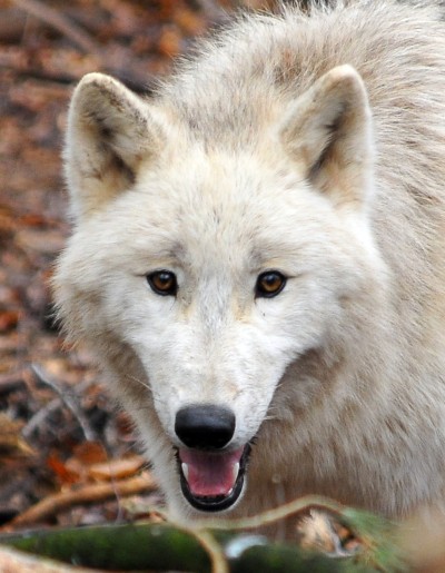 Wölfin Else - Wofspark Werner Freund Polarwolf 2009